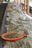 Kenya - Light Roast